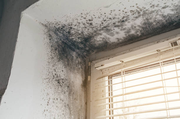 Affordable Mold Removal solutions in Hopewell, VA